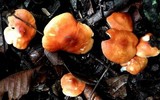 Leucopaxillus gracillimus image