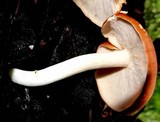 Leucopaxillus gracillimus image