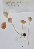 Atheniella adonis image