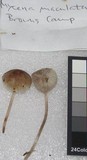 Mycena maculata image