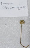 Mycena citrinomarginata image
