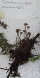Dendrocollybia racemosa image