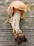 Inocybe cookei image