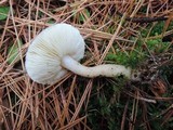 Tricholoma saponaceum image