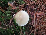 Tricholoma saponaceum image