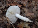 Tricholoma subresplendens image