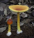 Amanita hemibapha image