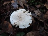Tricholoma subresplendens image