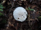 Tricholoma subresplendens image