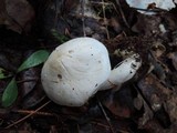 Tricholoma subresplendens image
