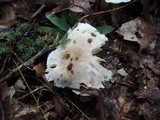 Tricholoma subresplendens image
