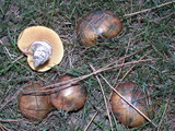 Suillus luteus image