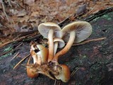 Hypholoma capnoides image