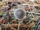 Mycena leptocephala image