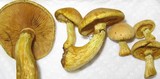 Gymnopilus luteus image