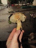 Lactarius scrobiculatus image