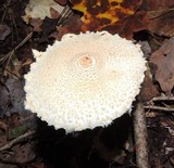 Lepiota clypeolaria image