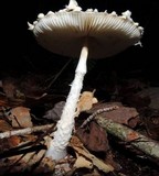 Lepiota clypeolaria image