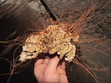 Postia floriformis image