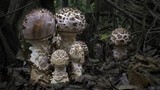 Amanita sculpta image