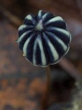 Marasmius purpureostriatus image