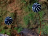 Marasmius purpureostriatus image
