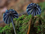 Marasmius purpureostriatus image