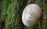 Russula virescens image