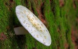 Russula virescens image