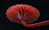 Mycena viscidocruenta image