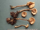 Hebeloma syrjense image