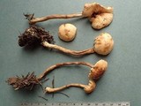 Hebeloma syrjense image