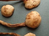 Hebeloma syrjense image