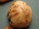 Hebeloma syrjense image