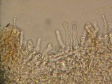 Hebeloma syrjense image