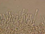 Hebeloma syrjense image