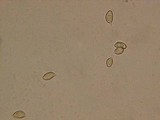 Hebeloma syrjense image