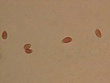 Hebeloma syrjense image