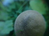 Lycoperdon lividum image