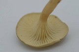 Clitocybe trulliformis image