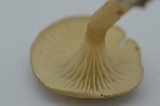 Clitocybe trulliformis image