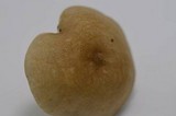 Clitocybe trulliformis image