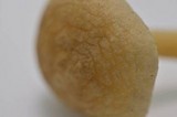 Clitocybe trulliformis image