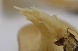 Clitocybe trulliformis image