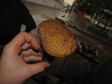 Frostiella russellii image