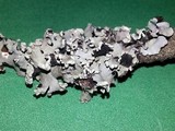 Parmotrema perlatum image
