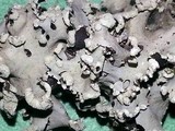 Parmotrema perlatum image