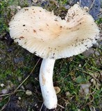 Russula farinipes image