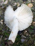 Russula farinipes image