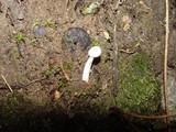 Amanita torrendii image